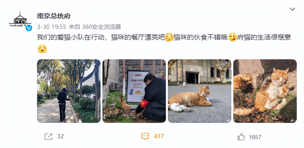 南京流浪猫被集体安乐死,南京总统府流浪猫事件