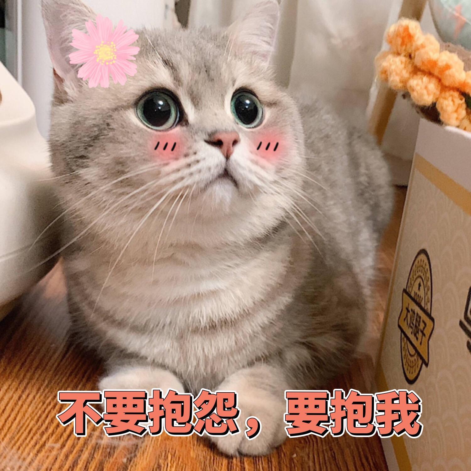 猫咪的名字应该叫什么才最可爱,猫咪经常喵喵叫代表什么