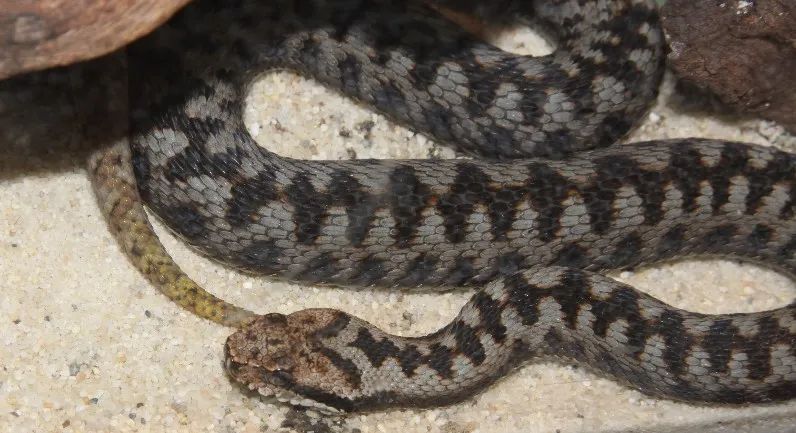 「原来欧洲有这么多种蛇？！」偷师卡塞尔的豢龙大师·下