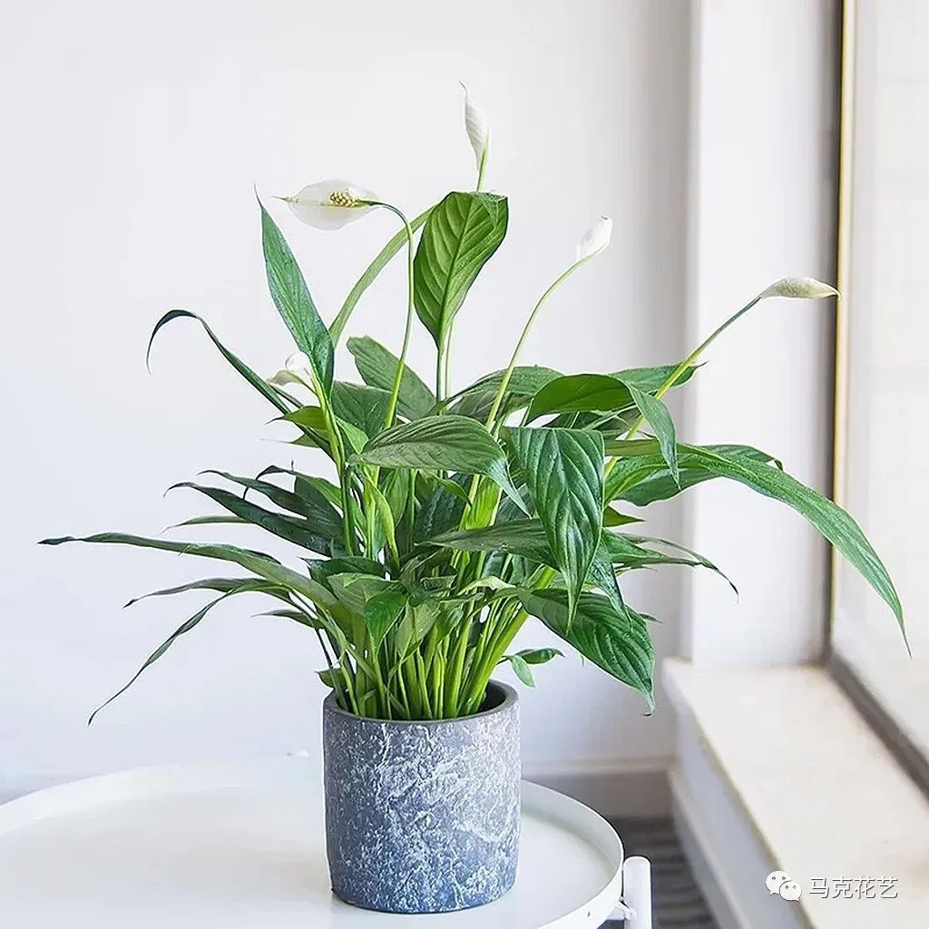 马克花艺｜送对花表对意，别让好心办坏事