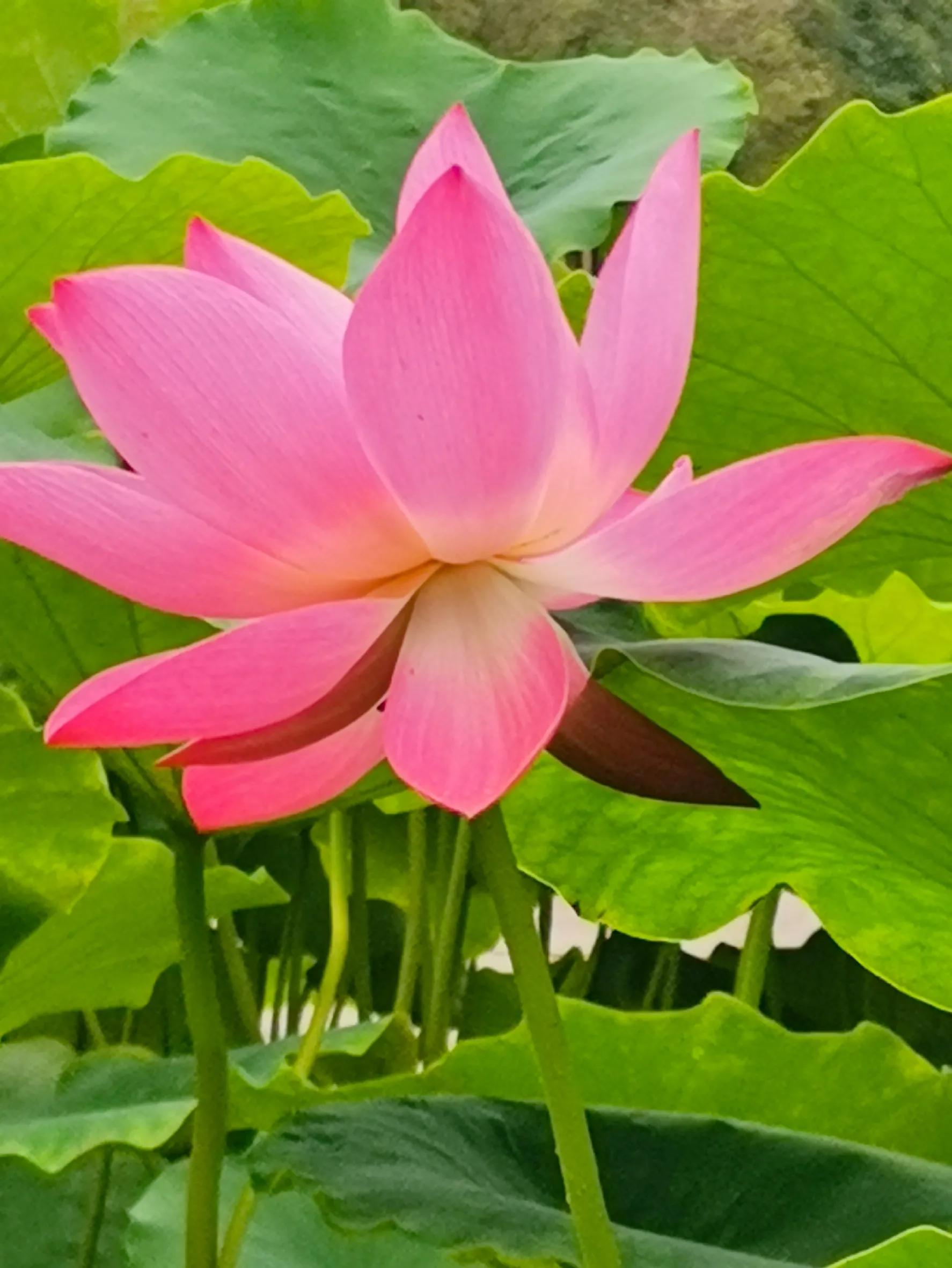 九月九重阳节烧香吗,九月九重阳节仙家