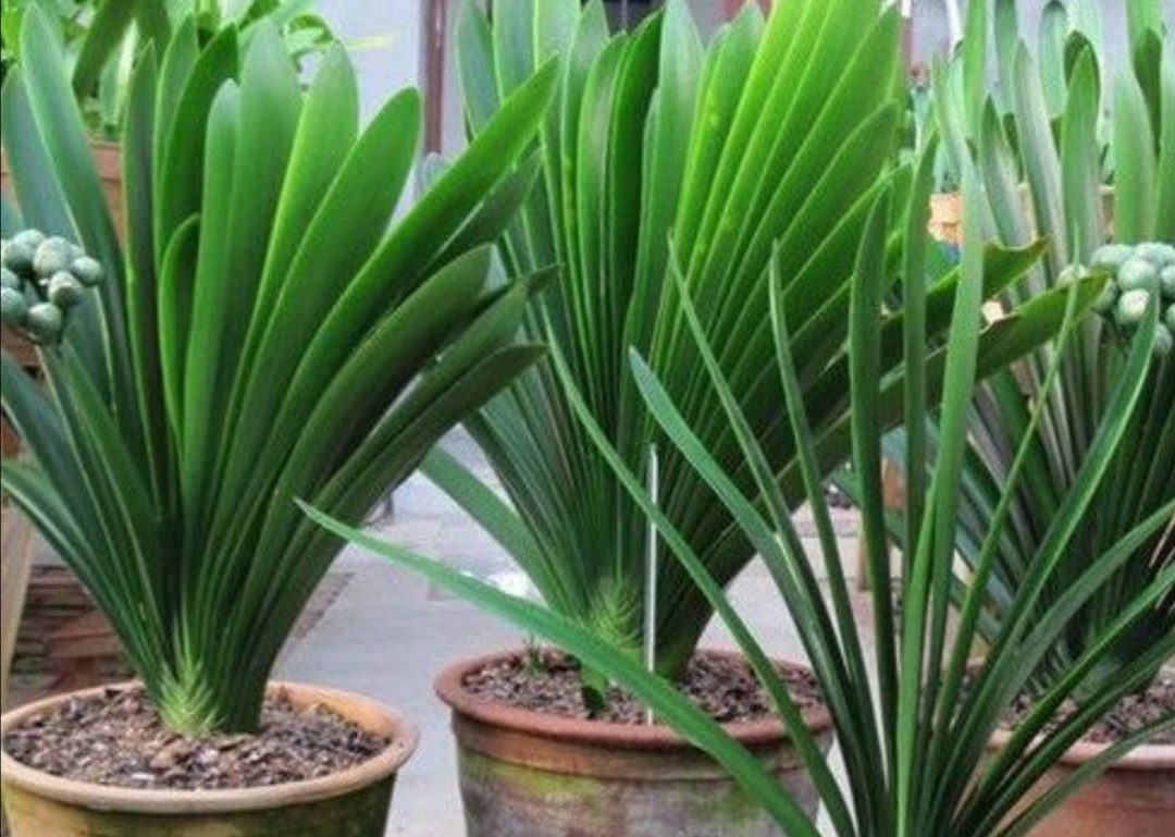 10种公认客厅最好养的花,适合客厅养的懒人花