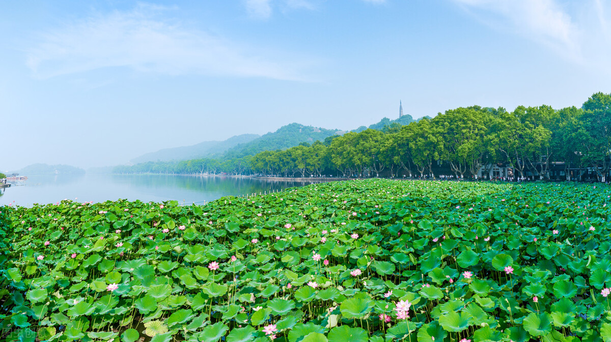 咏荷花十首最好诗句赏析,宋代诗人描写荷花的诗句