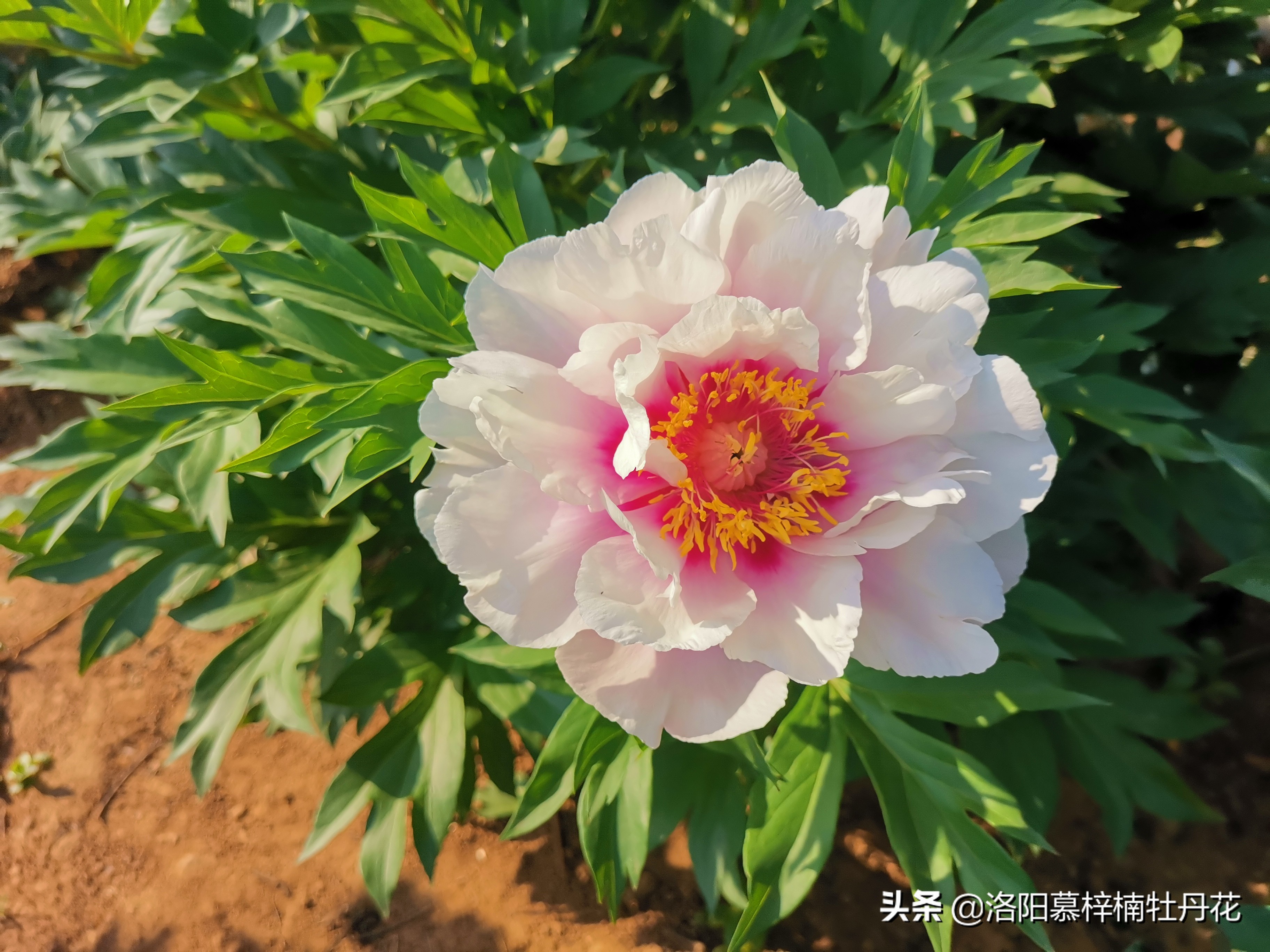 牡丹芍药的种植方法和注意事项,芍药苗子购买