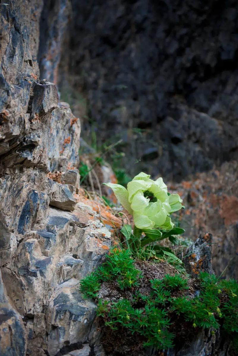 罕见奇怪的动物之伊犁鼠兔,伊犁鼠兔有多稀少