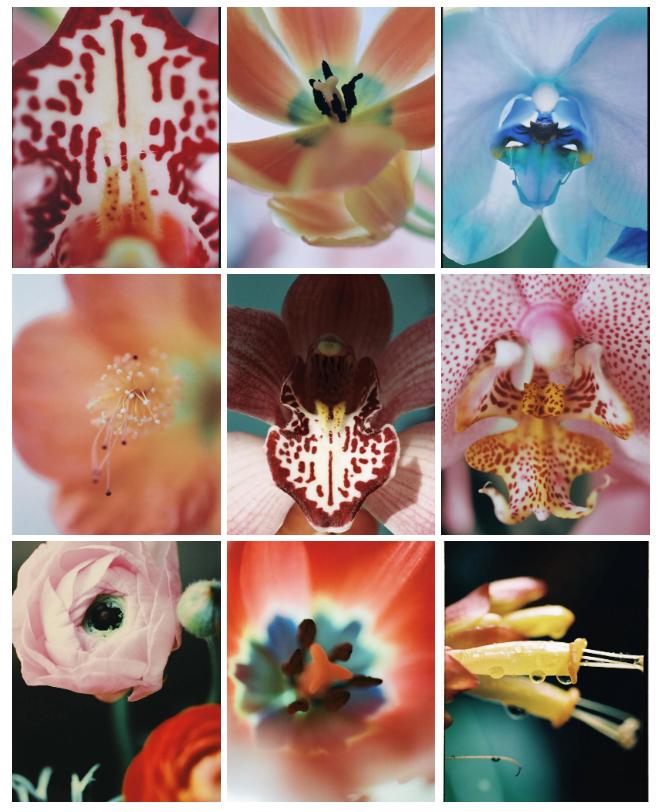 她拍的花，也太好看了