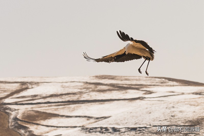 高原精灵黑颈鹤越冬之地——大山包（云、藏自驾旅行纪实之一）