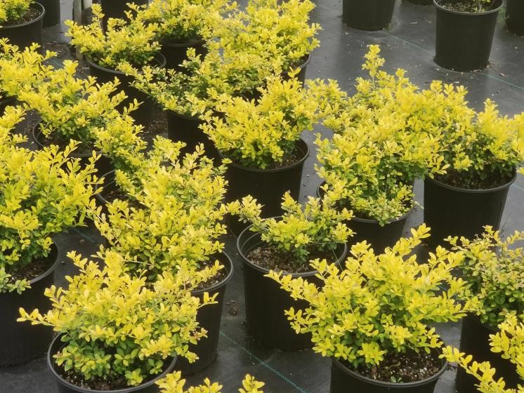 党建引领聚合力村企共建促增收,高校抓党建促乡村振兴