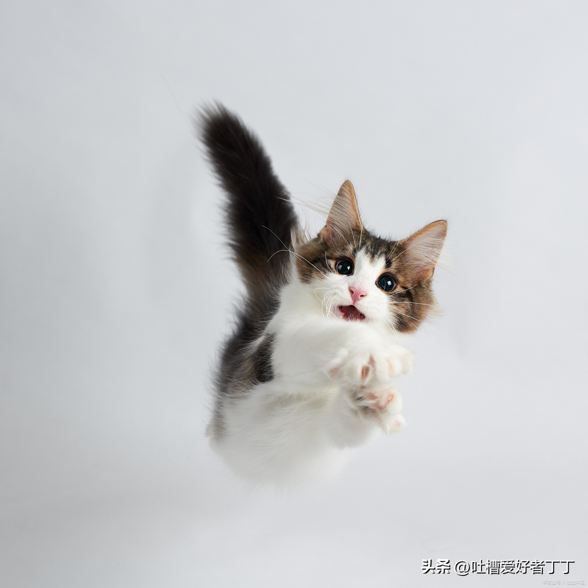 猫的胡子有什么用剪掉会怎么样 (猫的胡须有什么作用能不能剪掉)