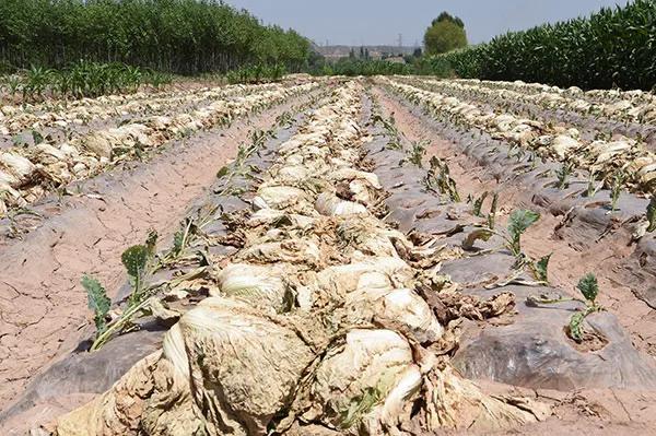 哪个专家提议重收农业税,专家建议重征农业税