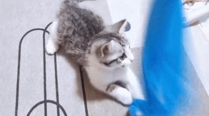 几百块钱买的猫靠谱吗,几百块的猫是真的吗