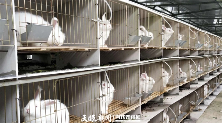 小时候长毛牧羊犬,小时候养兔子的视频