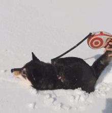 狗子为啥越喂越瘦,狗子越来越瘦但是很能吃