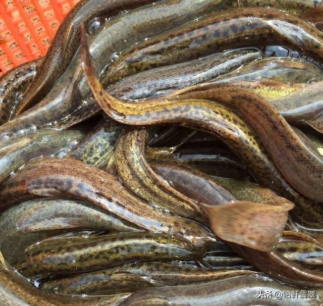 手镯圈3大新行话：泥鳅背、桂花糕、冰糖雪梨，多少人懵圈了？