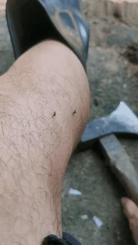 广东人的灭蚊术,阎王见了也发怵