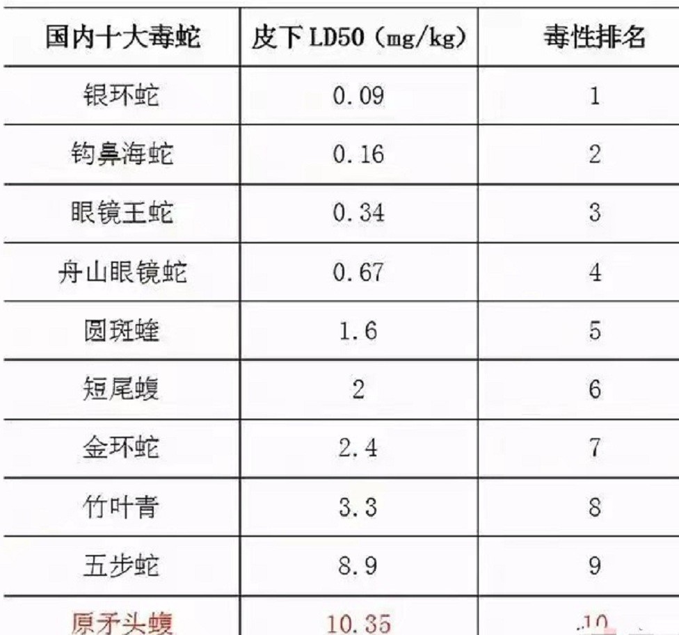 湖北十堰最近发现的蛇,湖北十堰白头蝰