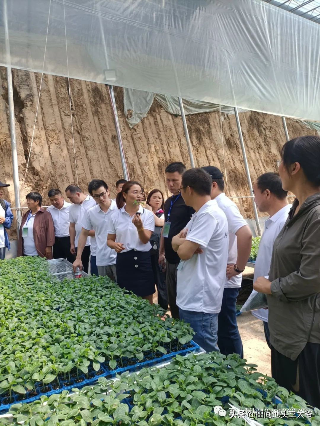 寿光中荷无土栽培基地,山东寿光中荷无土栽培