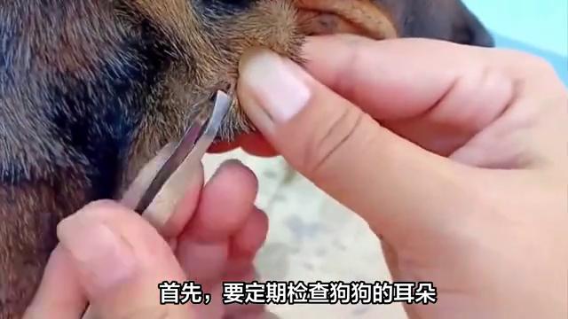 清理幼犬耳朵里的蜱虫,狗耳朵上的蜱虫可以直接拔吗
