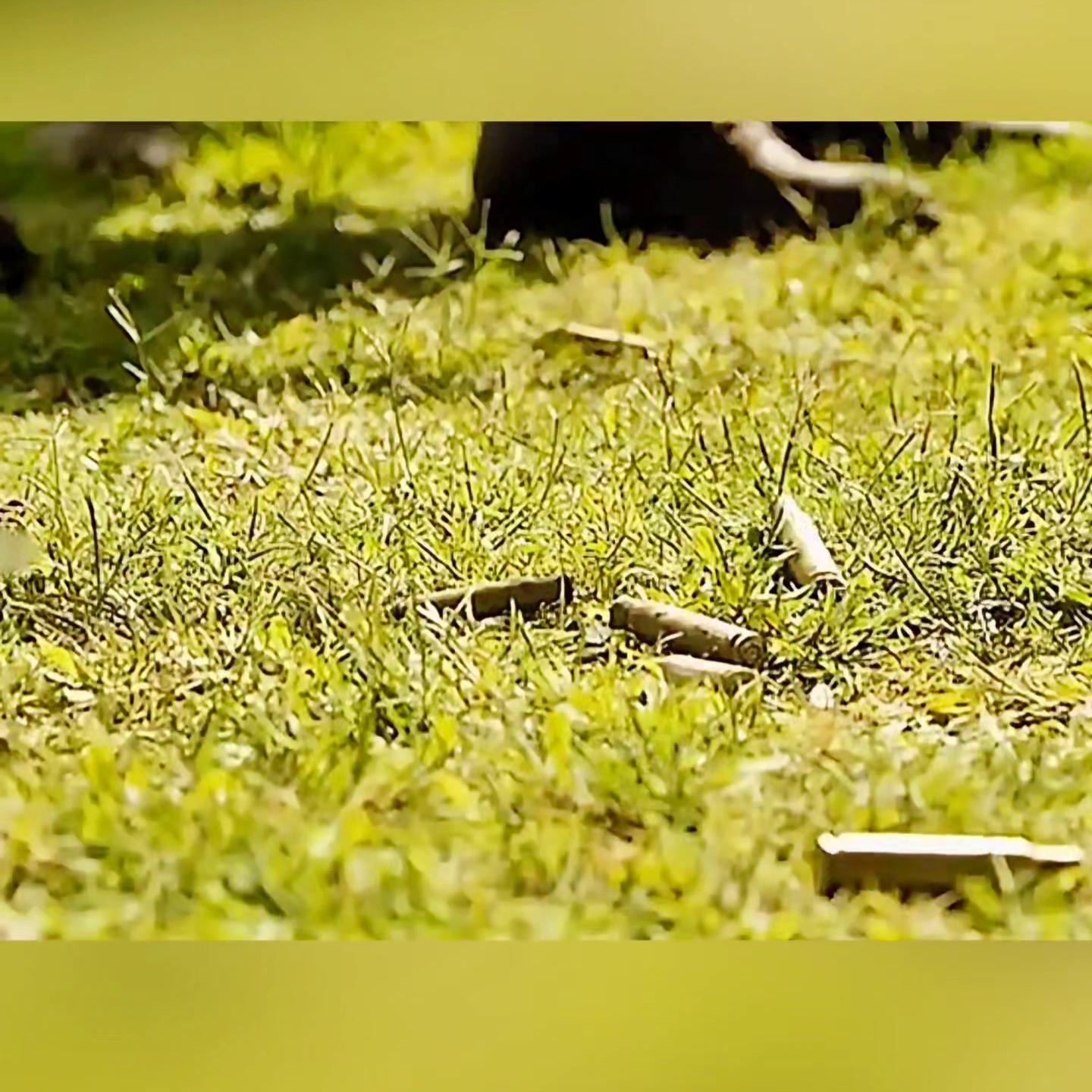 刚果布,刚果恐龙