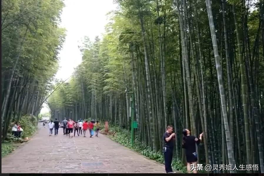 川南竹海,川南三大景点排名