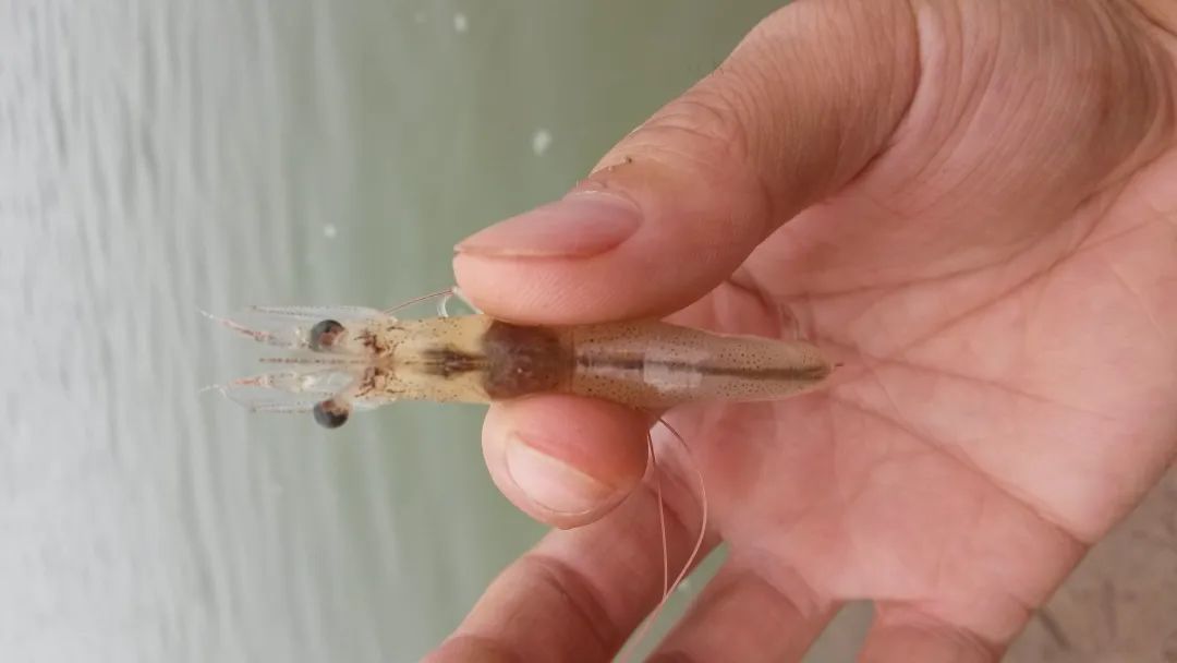 南美白对虾红须是什么原因,南美白对虾红肝的问题