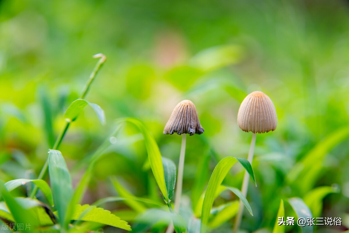 今年是黑兔年哪些生肖需要躲春,2023年兔年躲春前后三天是哪三天
