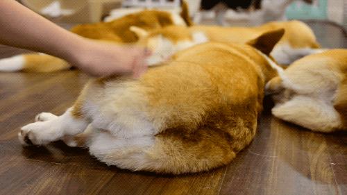 狗狗把你当爷爷的八种表现,狗狗把你当什么的六种表现