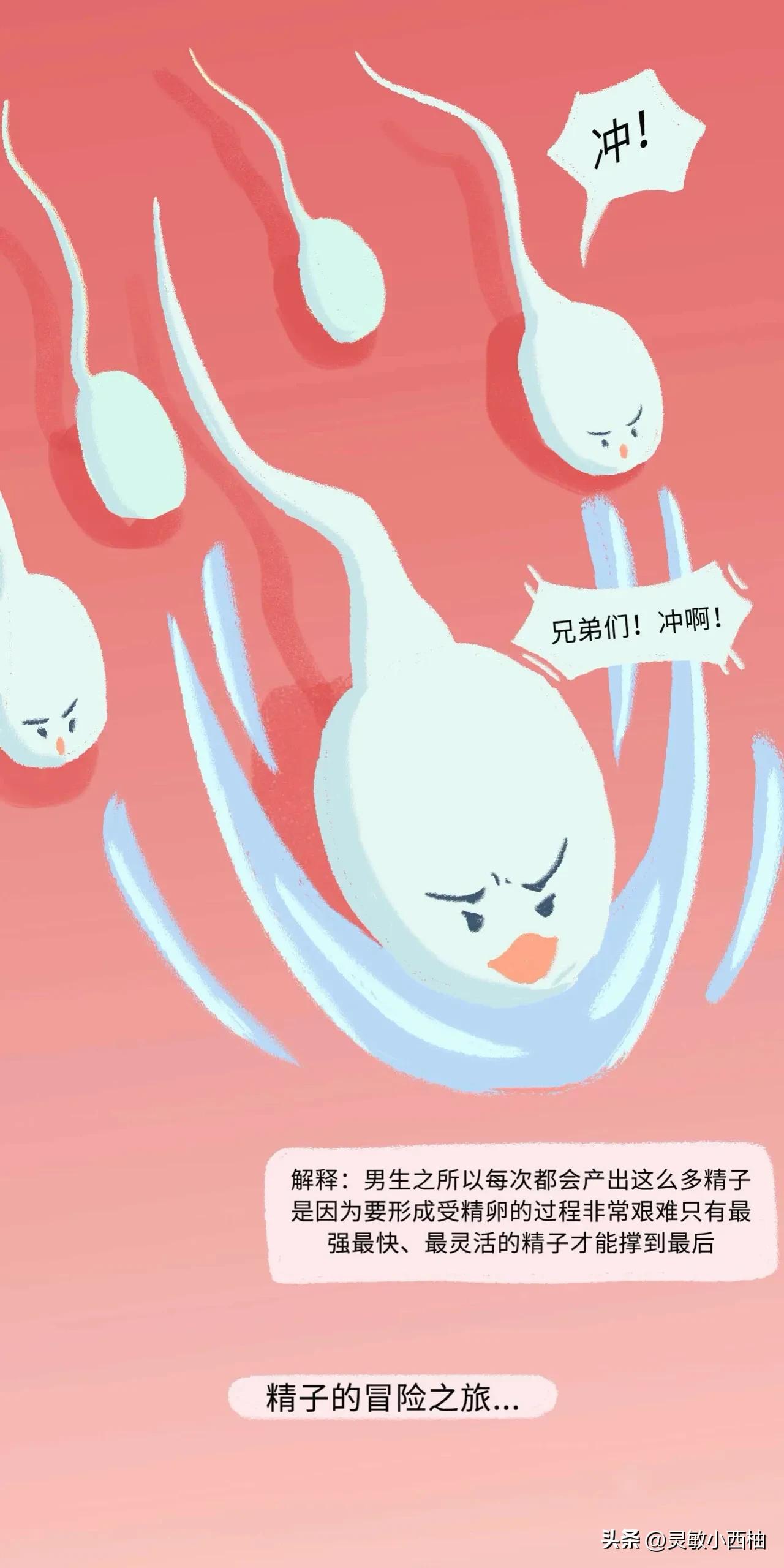 这就是精子进入女性体内的全过程，太神奇了！（漫画）