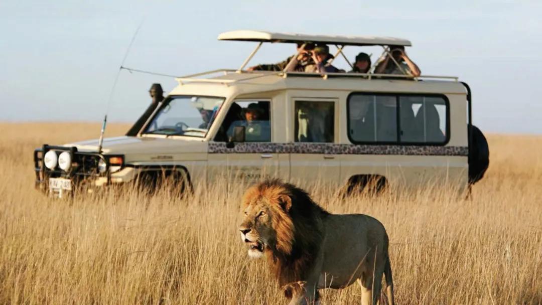 南非有三个首都，盛产黄金钻石茶叶，有企鹅，到野生动物园看狮子