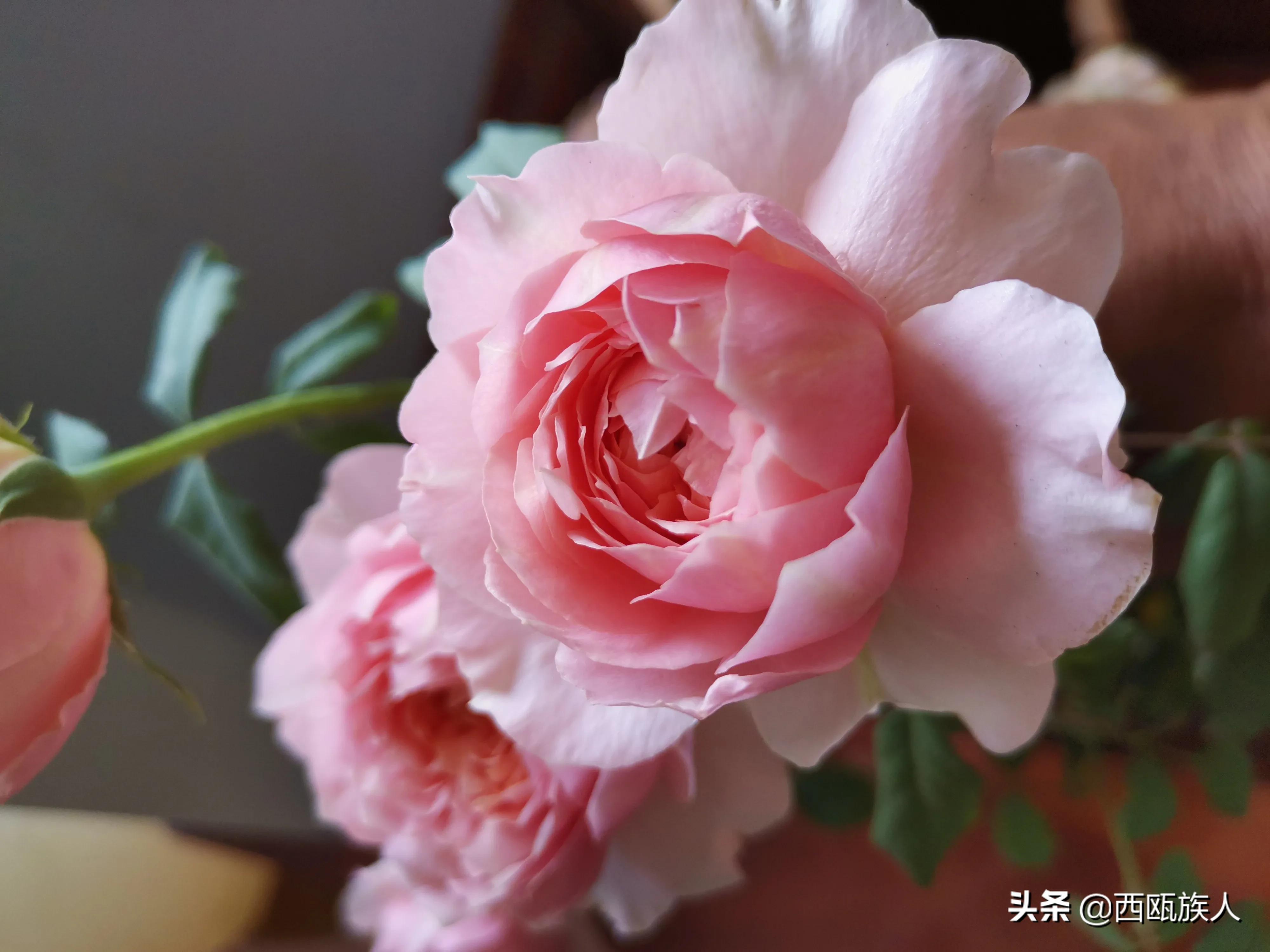 月季花最佳观赏时间,月季花鲜切花养护方法