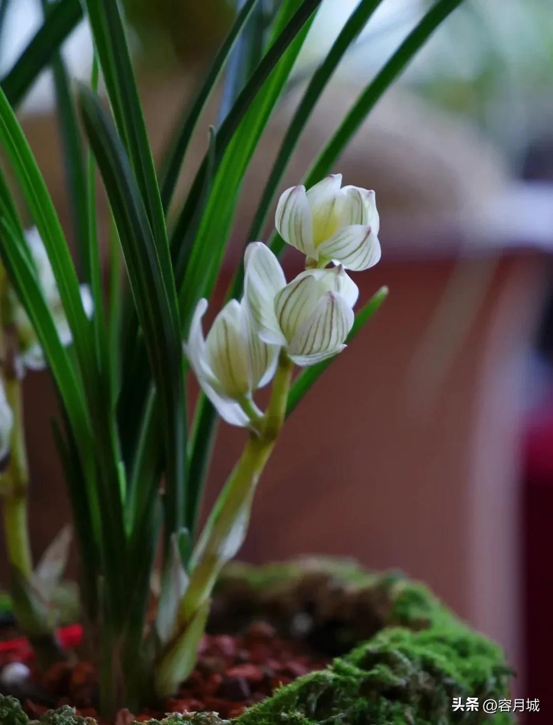 最名贵的兰花排名第一名,史上天价兰花前十名