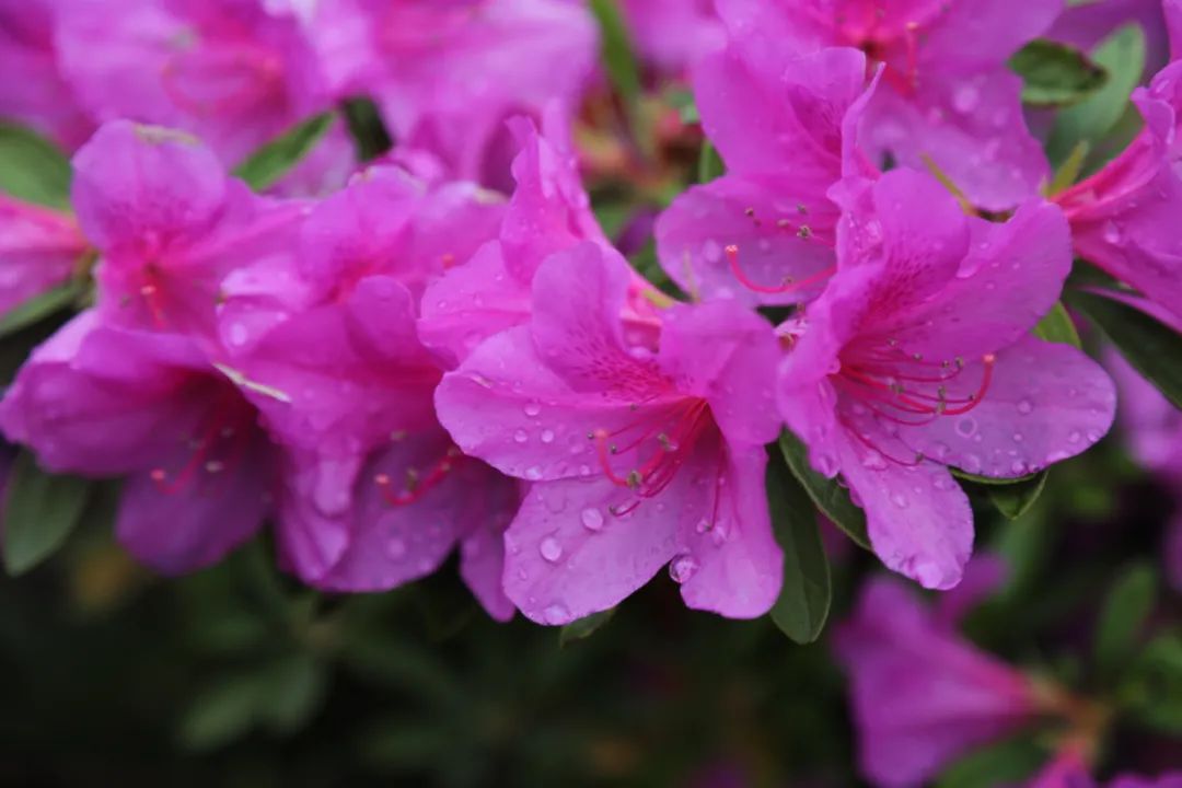 271教育|芳菲万里等你相遇——第一山无限*光春**好