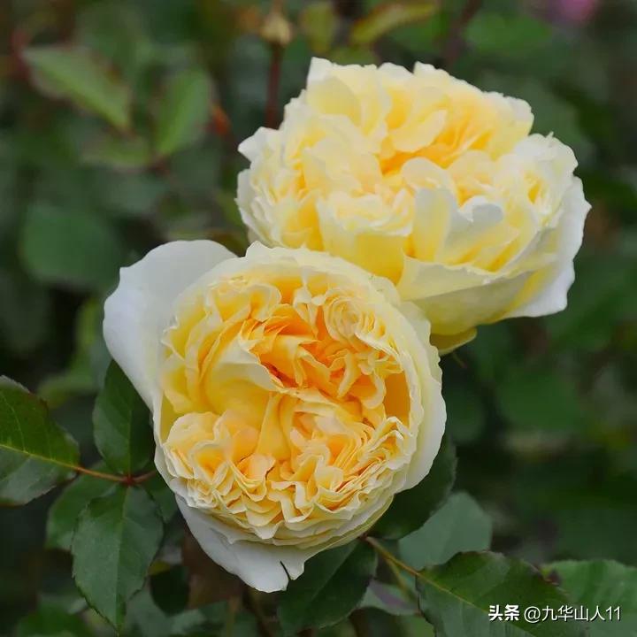 大花胖美人月季有几个品种,适合阳台养的大花月季品种