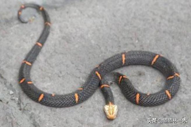 剧毒蝰蛇,毒性最强的蝰蛇