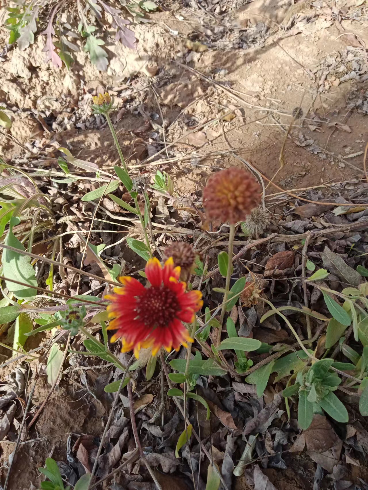 古树、土塔、苍柏、沟壑……