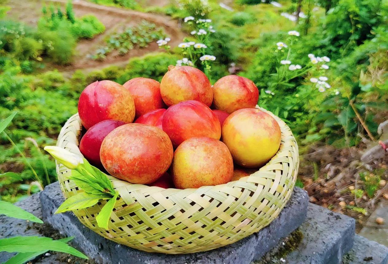 广元剑阁乡村振兴,广元剑阁县农业种植致富项目