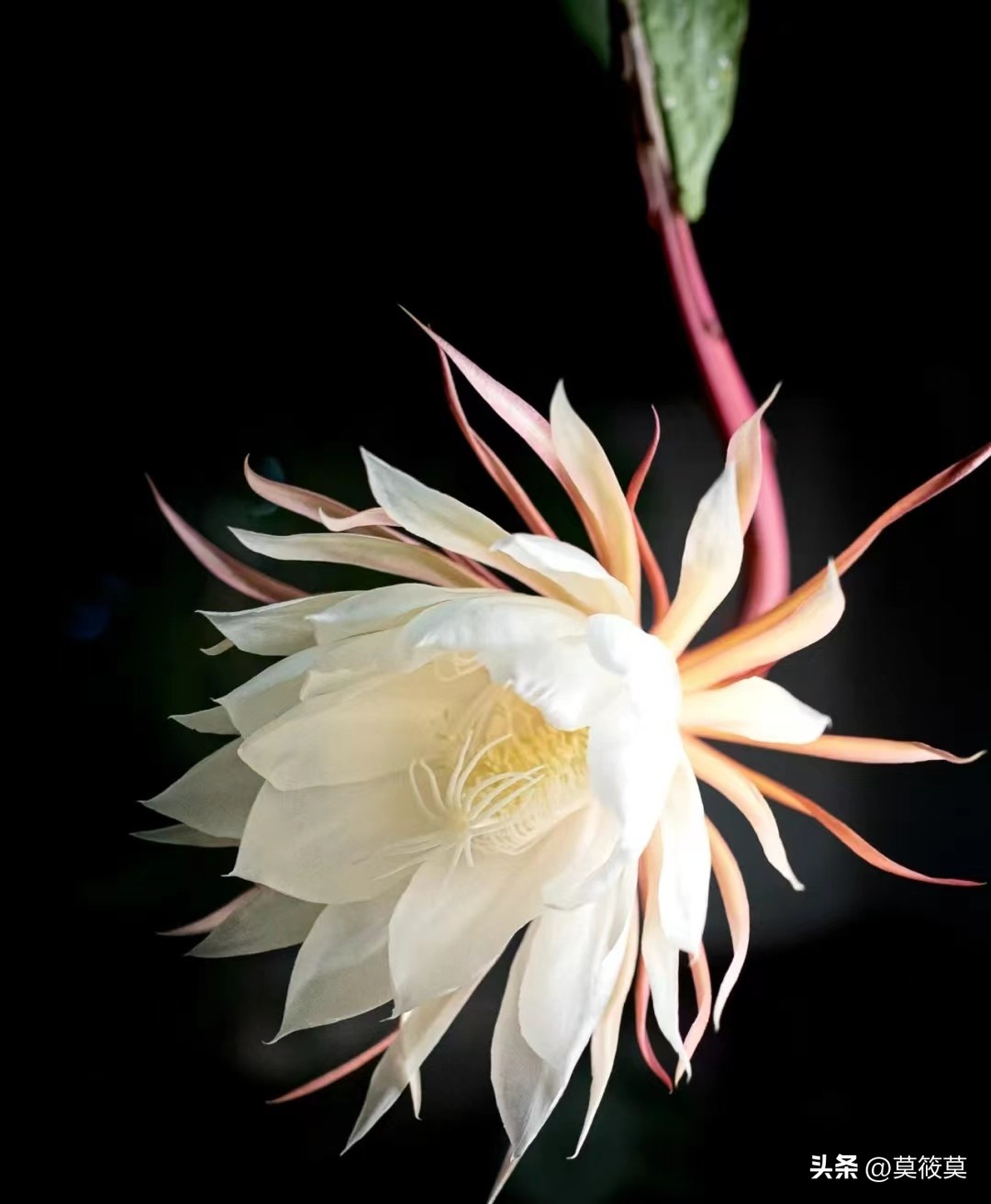 50种常见鲜花的花语大全,各种鲜花的花语和寓意图片欣赏