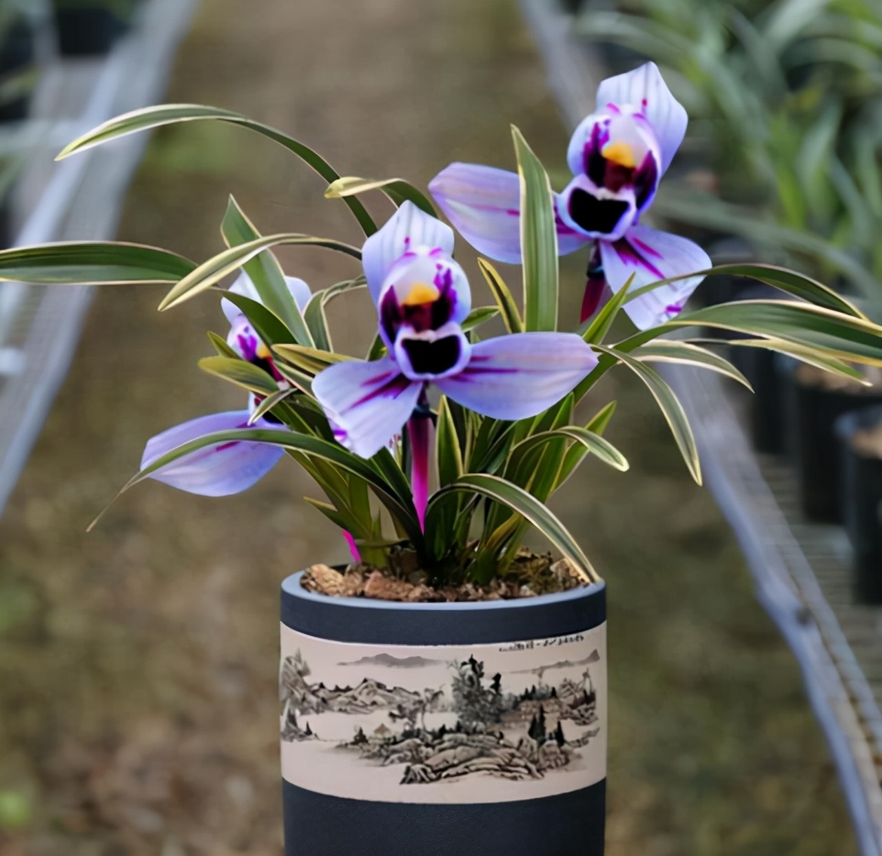 容易养的香气浓郁的兰花,开花多且香的兰花推荐