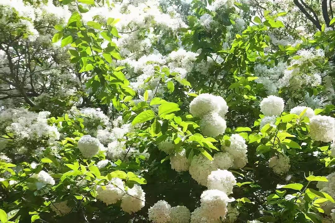 庭院四季常青不怕晒又耐寒的花树,适合在庭院里种植的花树有哪些