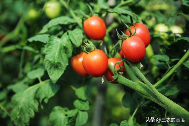 番茄怎么打叉枝才能高产稳产,番茄坐果整枝的正确方法