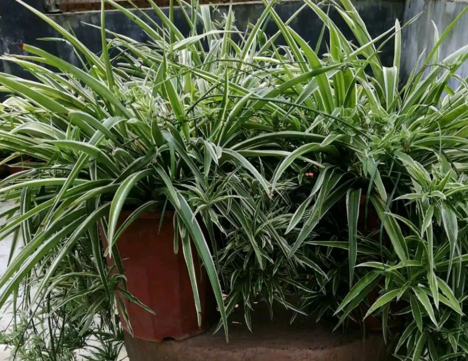 金边吊兰怎样养才能爆盆儿,怎么让金边吊兰快速长出小吊兰