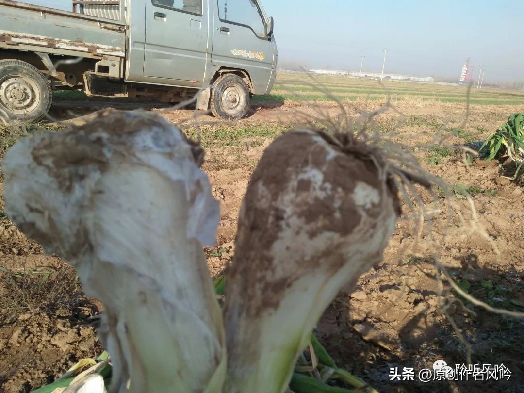 五谷养人,食养人课程观后感