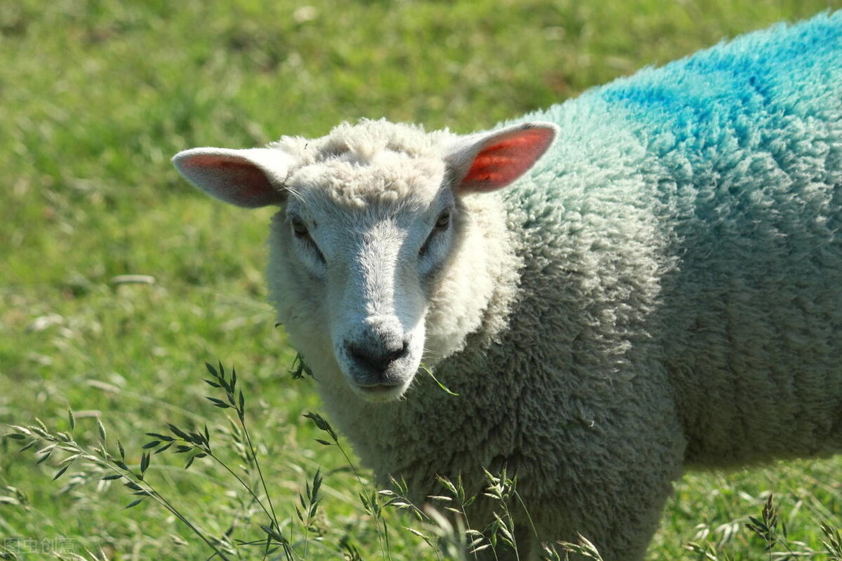 一般一只羊的体重是多少千克,家养的羊一只能长多少斤