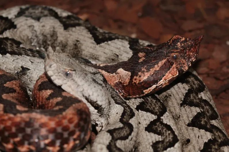 「原来欧洲有这么多种蛇？！」偷师卡塞尔的豢龙大师·下