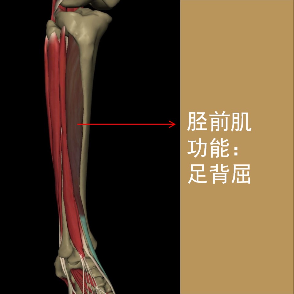 小孩子多大需要干预扁平足,8岁女孩扁平足需要干预吗