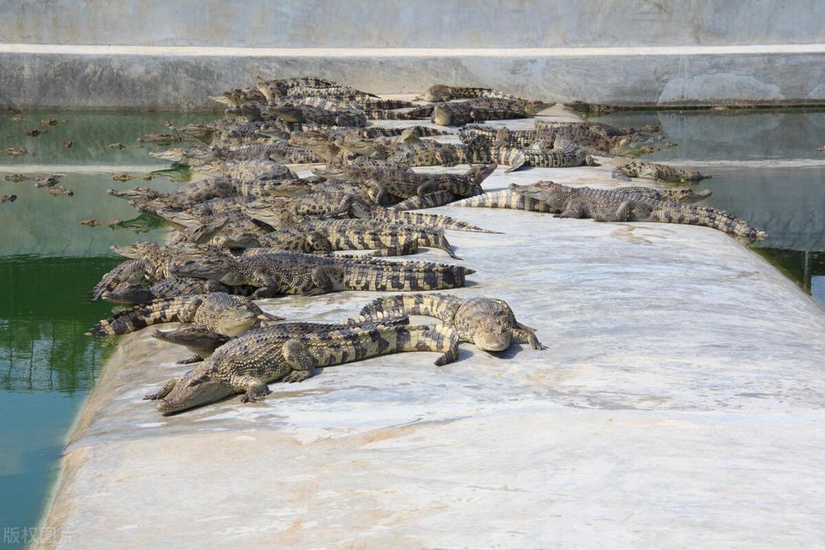 鳄鱼养殖需要办证吗,人工养殖的鳄鱼视频
