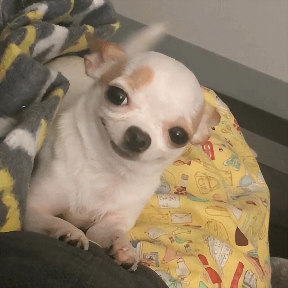 十大最长寿狗狗,长寿的狗狗都有哪些