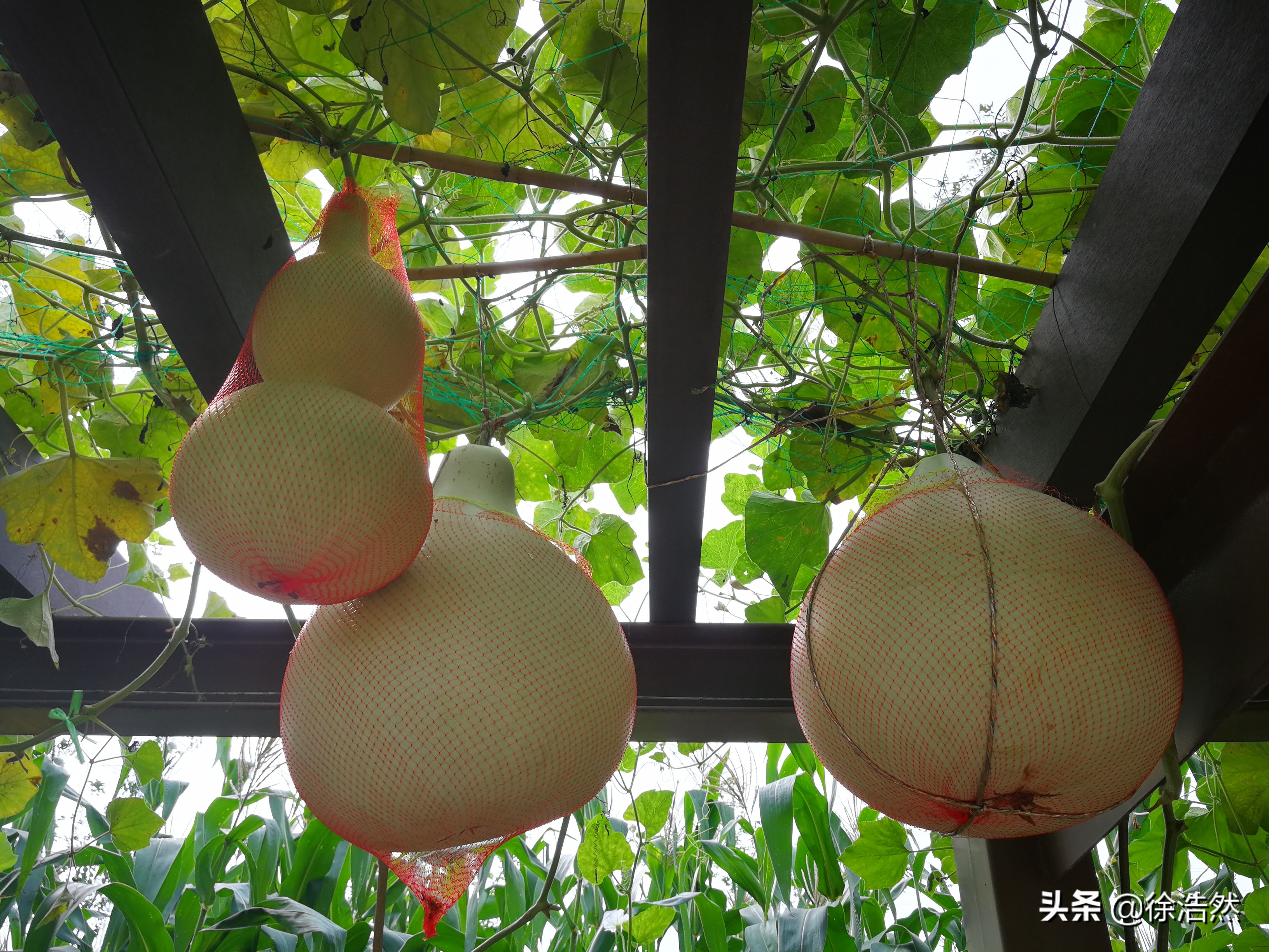 葫芦发家致富,种大葫芦利润