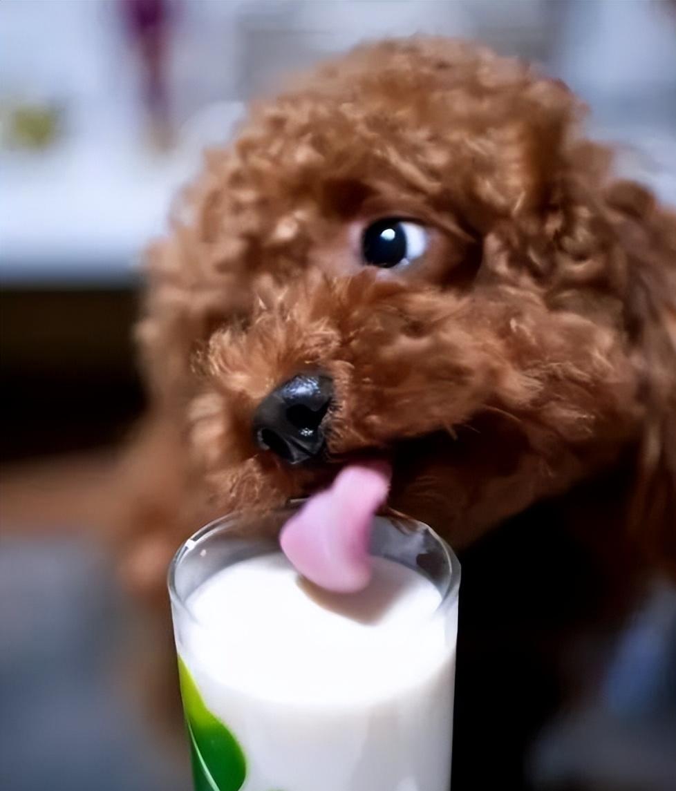 泰迪吃草莓有什么危害,泰迪哪些不能吃