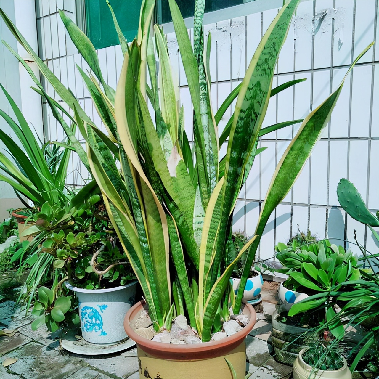 10种公认客厅最好养的花,适合客厅养的懒人花